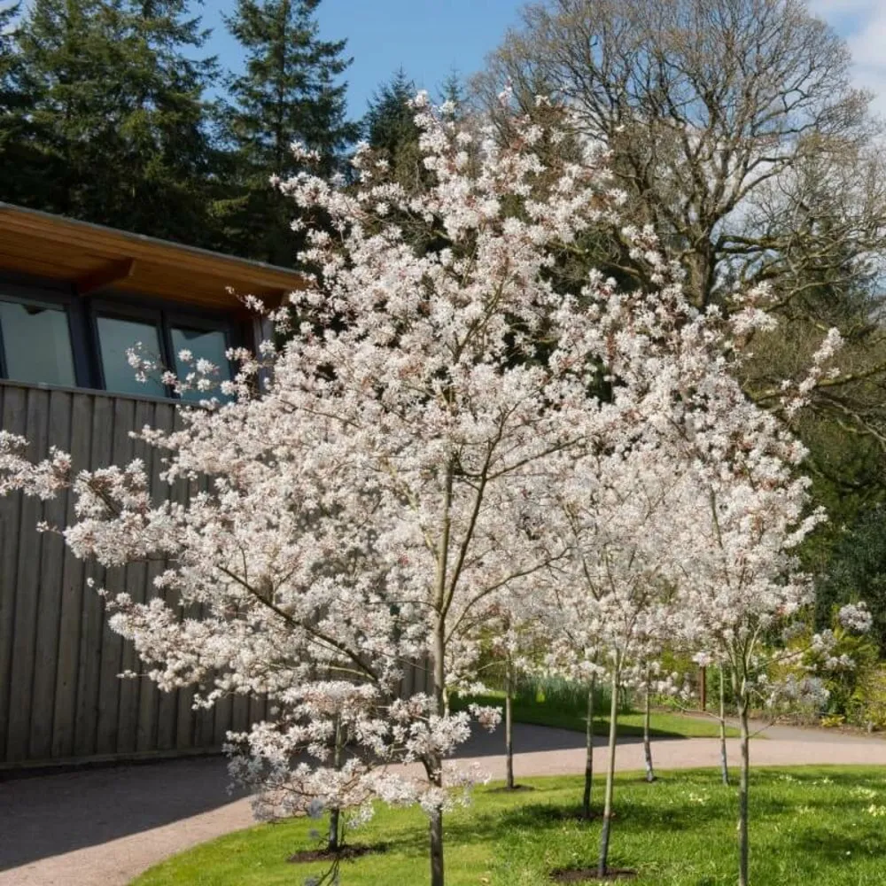 Amelanchier du canada (amelanchier canadensis) - godet - taille 20/40cm
